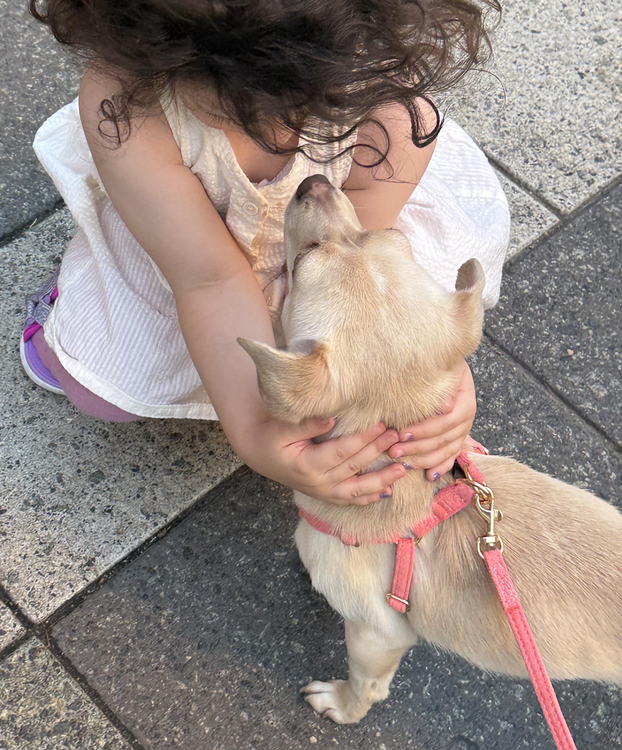 Rhubarb, a ADOPTABLE mixed breed in Brooklyn, NY image 3/6