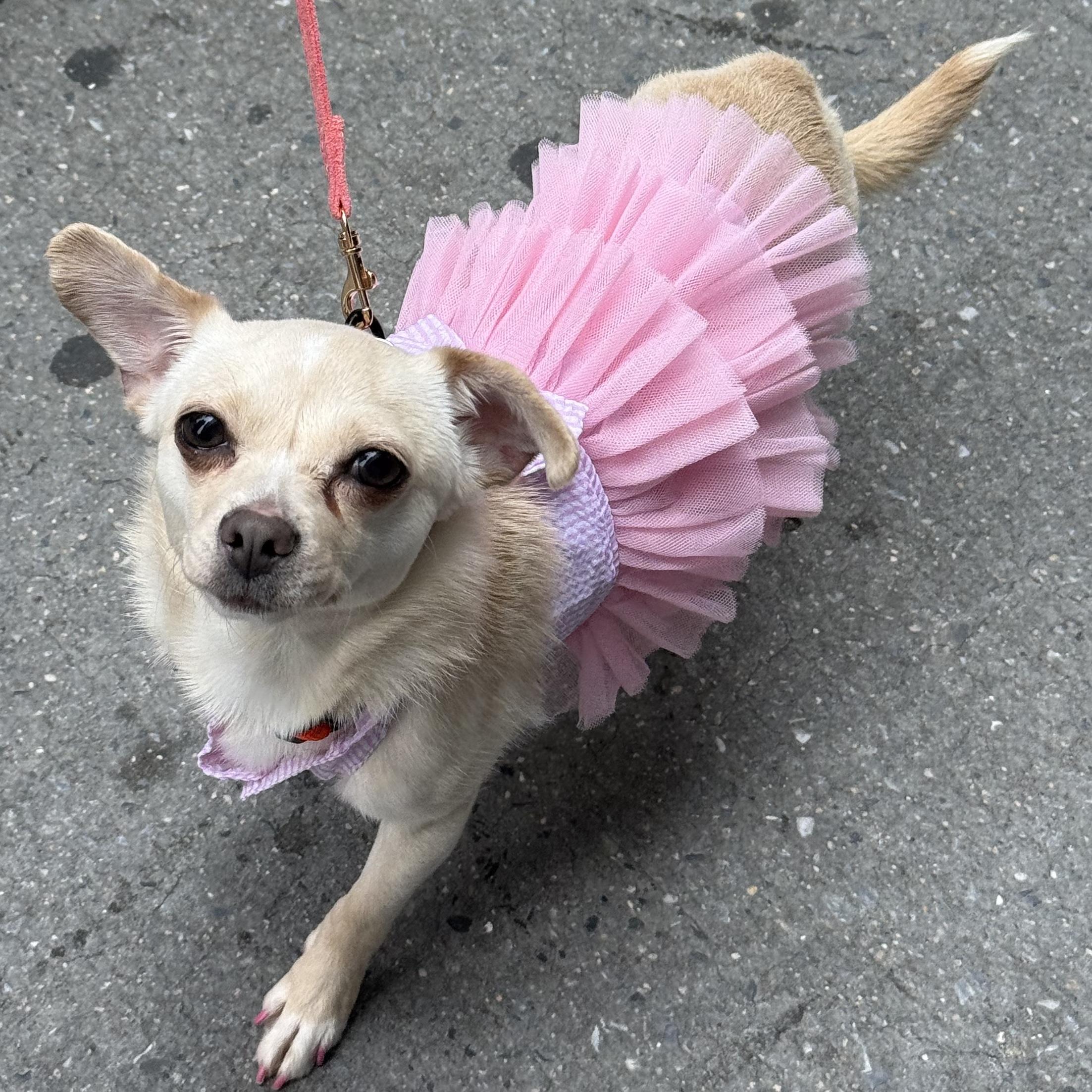Rhubarb, a ADOPTABLE mixed breed in Brooklyn, NY image 6/6