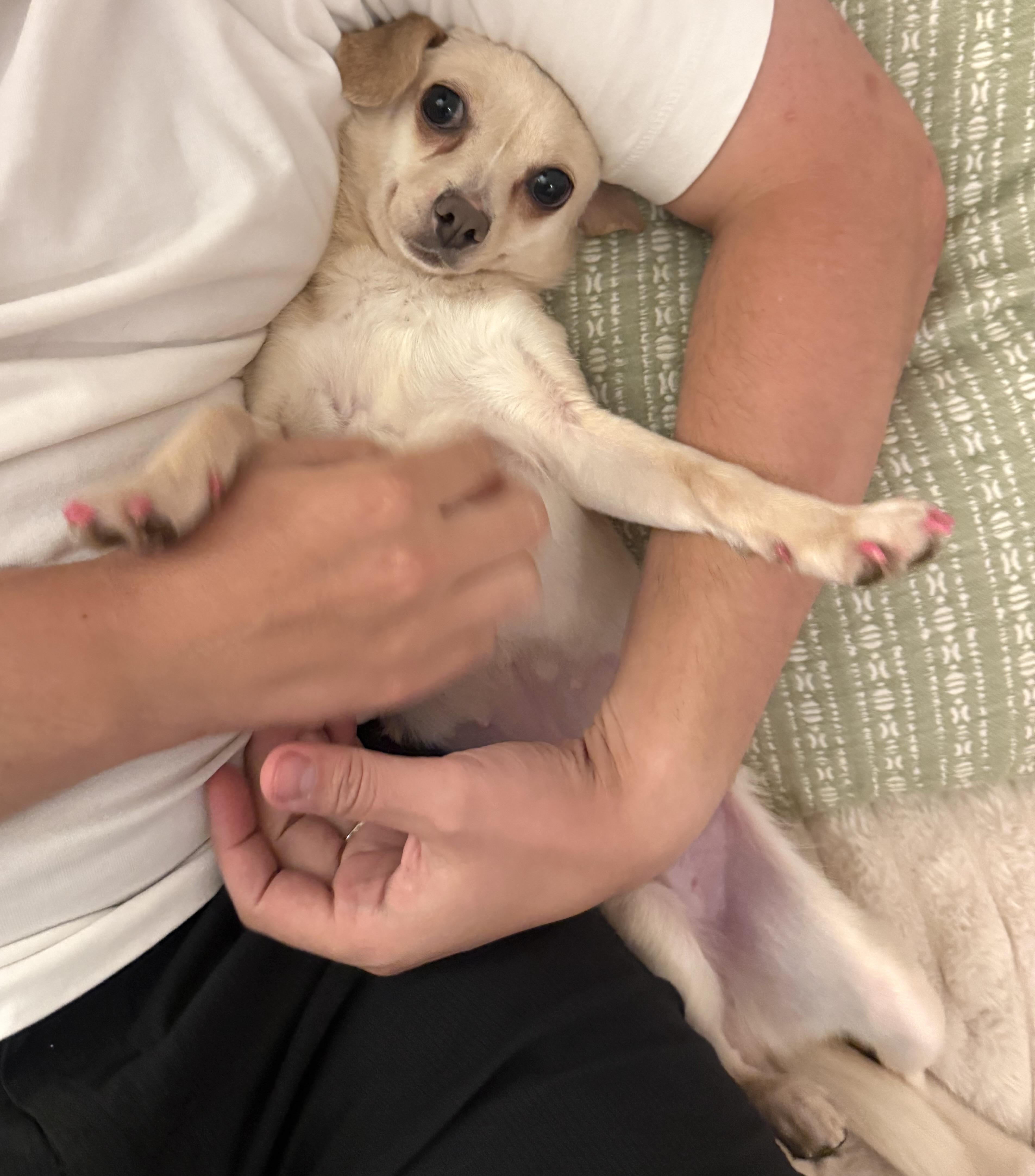 Rhubarb, a ADOPTABLE mixed breed in Brooklyn, NY image 2/6