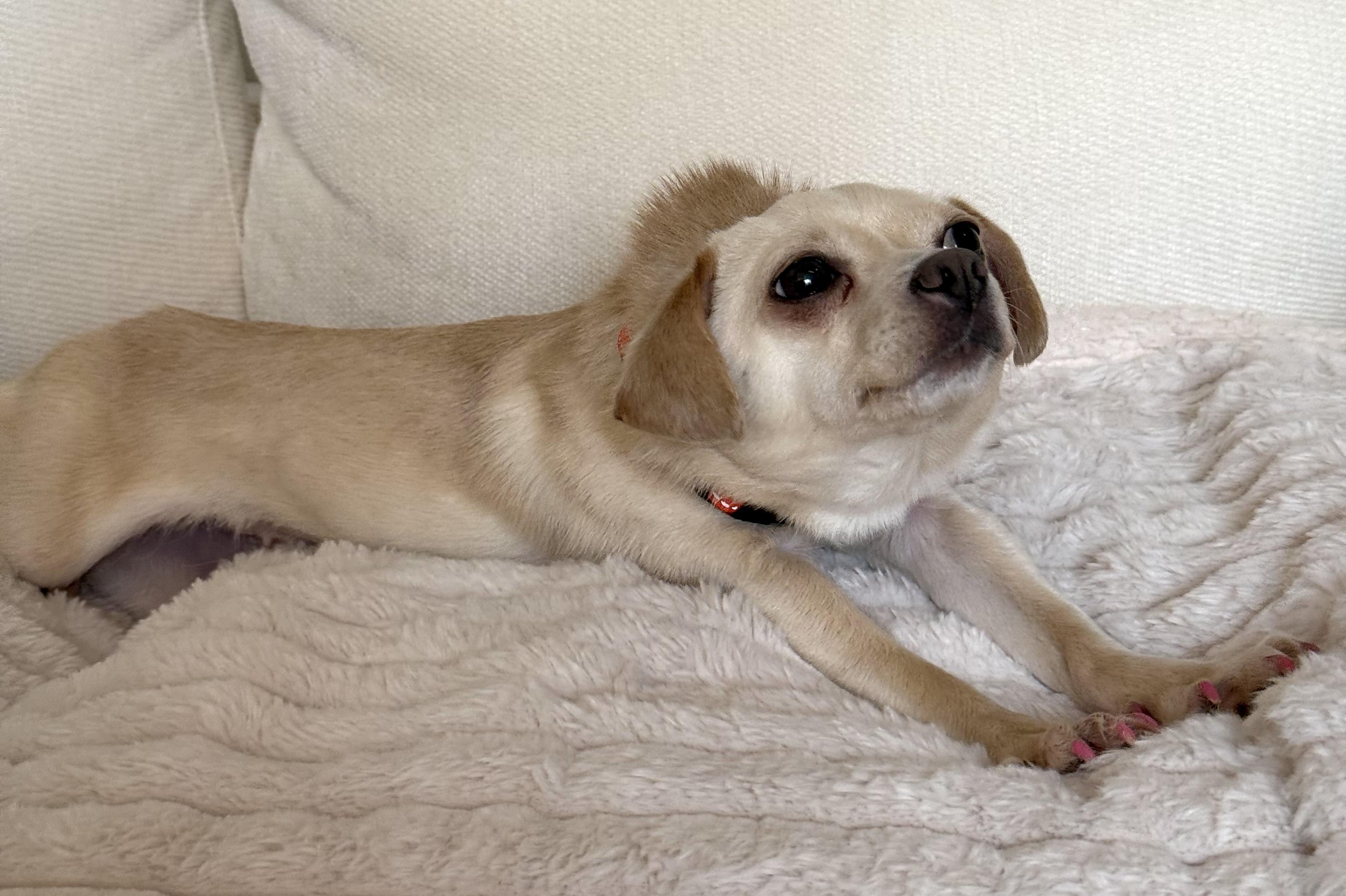 Rhubarb, a ADOPTABLE mixed breed in Brooklyn, NY image 5/6
