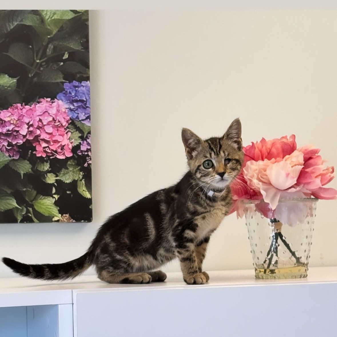 Lucy, ADOPTABLE, Young Female Domestic Short Hair.