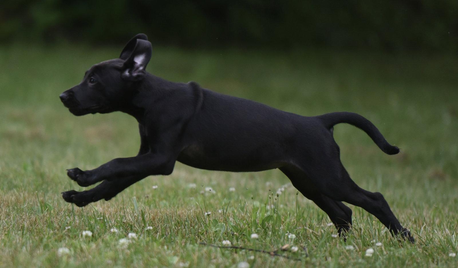 Enlarge Neveah, a Adoptable mixed breed in Mechanicsburg, PA image 1/3