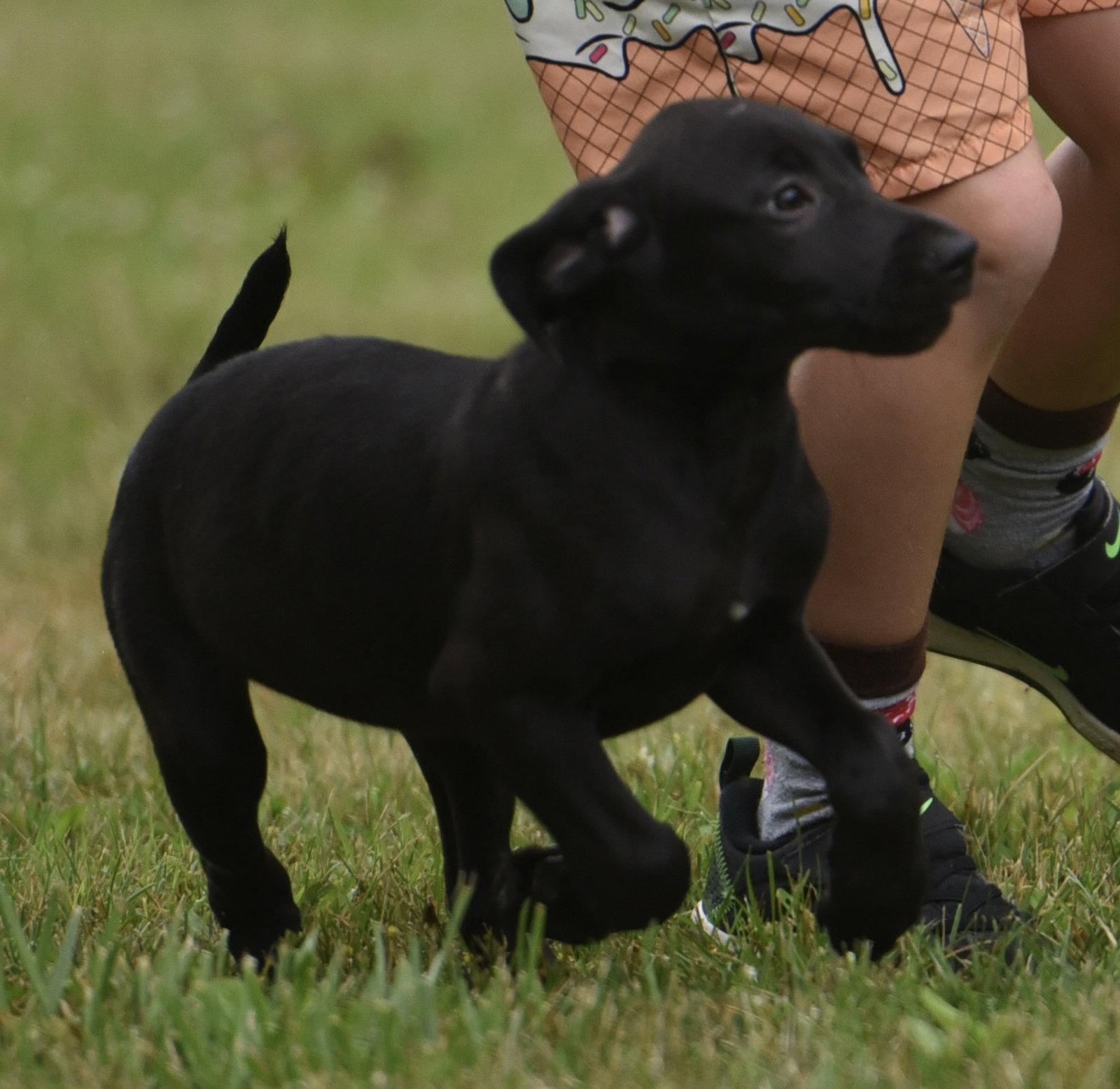 Enlarge Neveah, a Adoptable mixed breed in Mechanicsburg, PA image 2/3