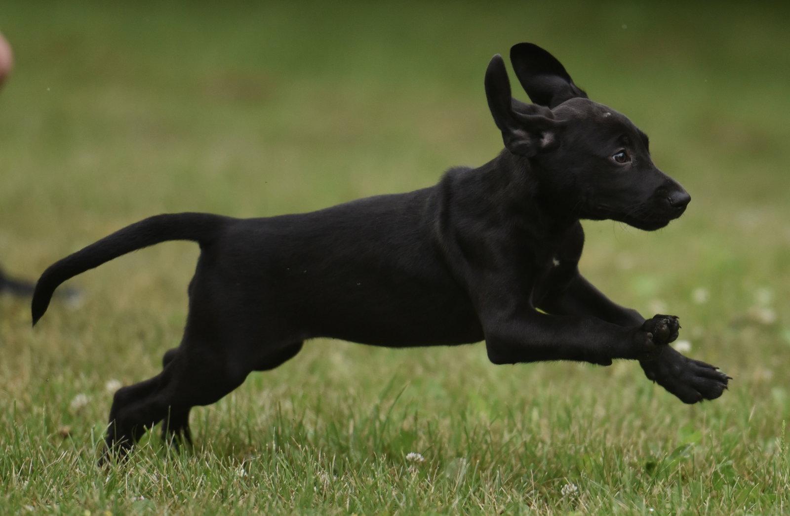 Enlarge Neveah, a Adoptable mixed breed in Mechanicsburg, PA image 3/3