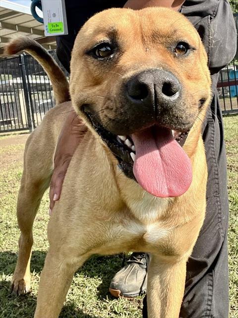 Enlarge CHOPPA, a Adoptable mixed breed in Riverside, CA image 1/1