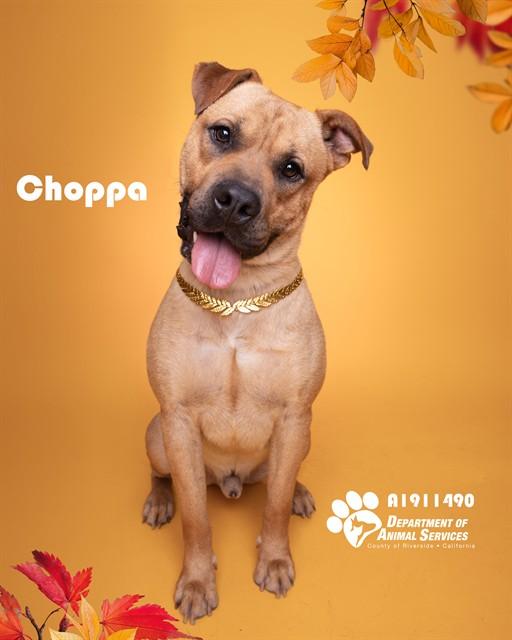 CHOPPA, Adoptable, Young Male Pit Bull Terrier & Mixed Breed.