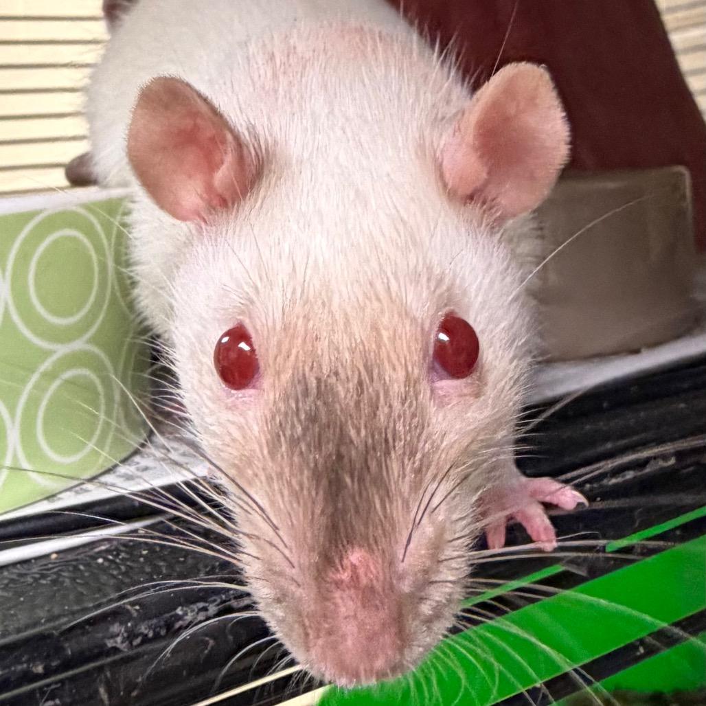 Willow, Adoptable, Young Female Rat.