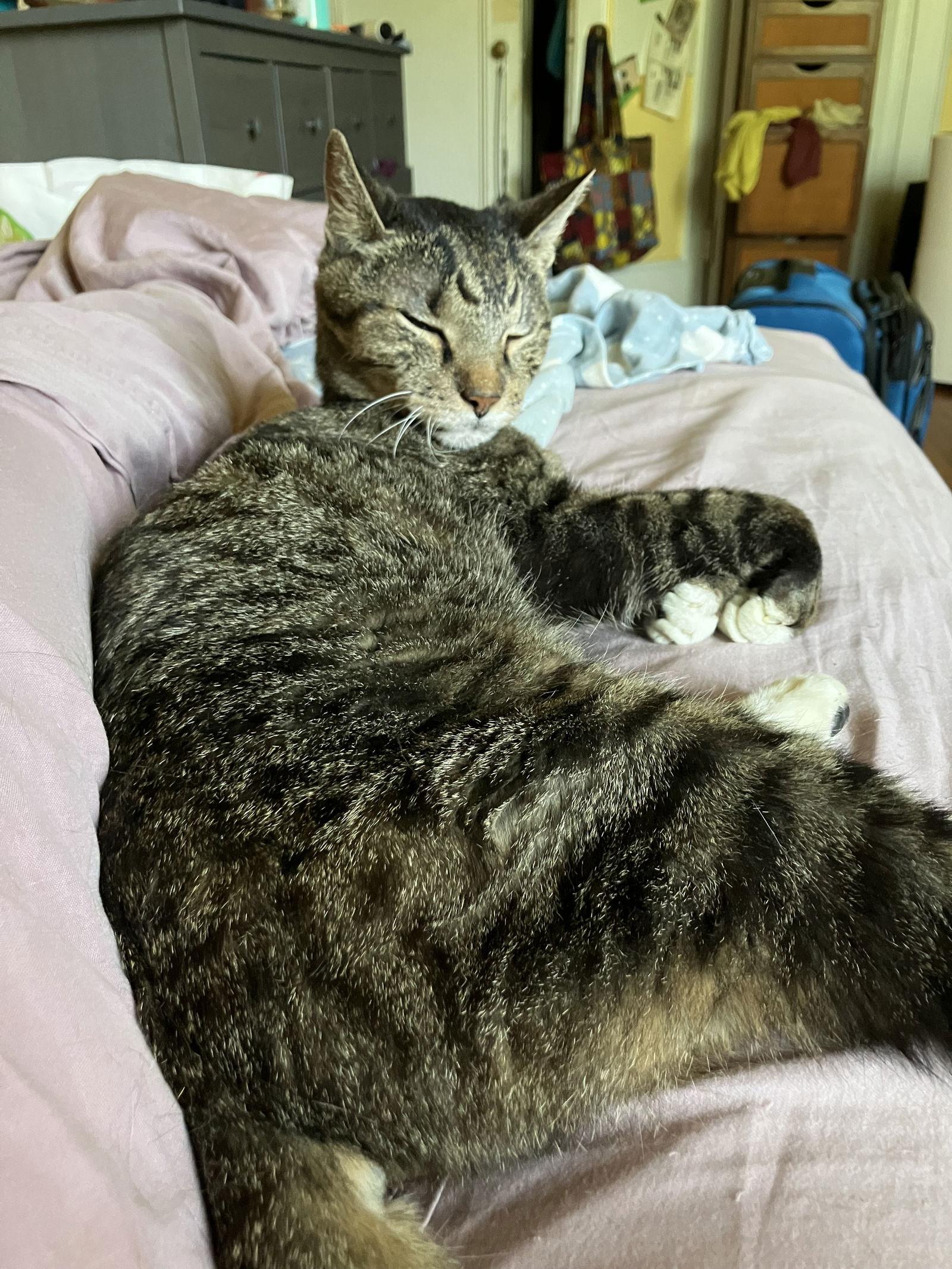 Moses, a Adoptable Domestic Short Hair in Brooklyn, NY image 1/3