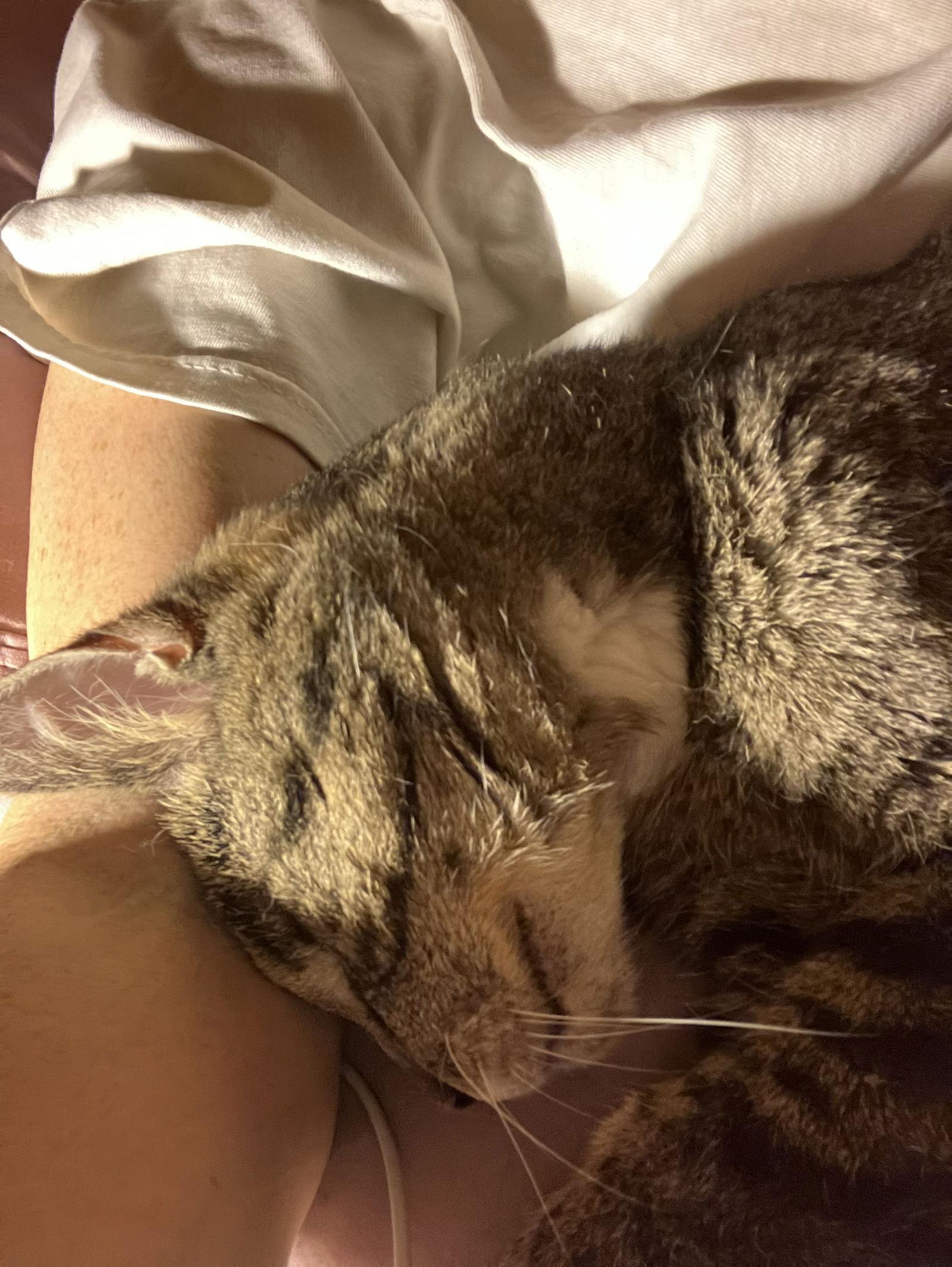 Moses, a Adoptable Domestic Short Hair in Brooklyn, NY image 2/3