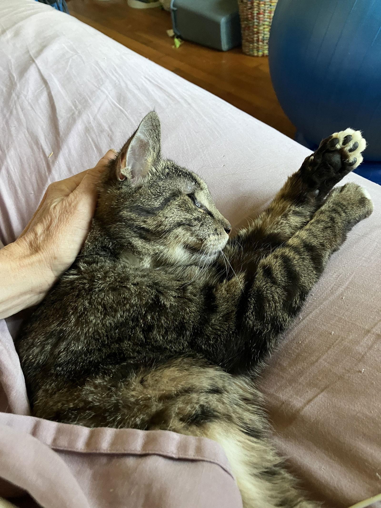 Moses, a Adoptable Domestic Short Hair in Brooklyn, NY image 3/3