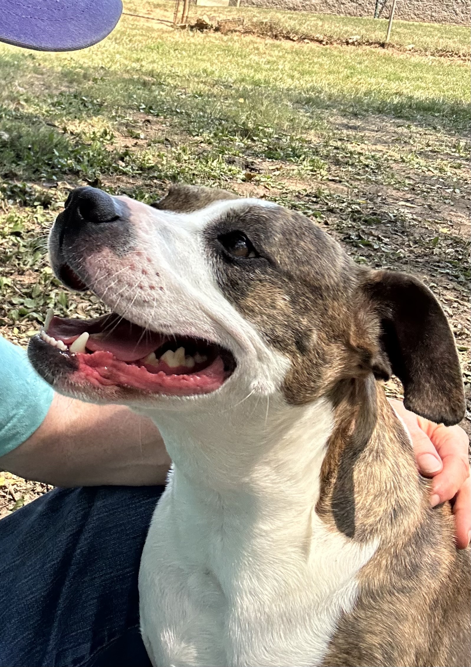 Enlarge Bella, a Adopted mixed breed in Loudon, TN image 1/4