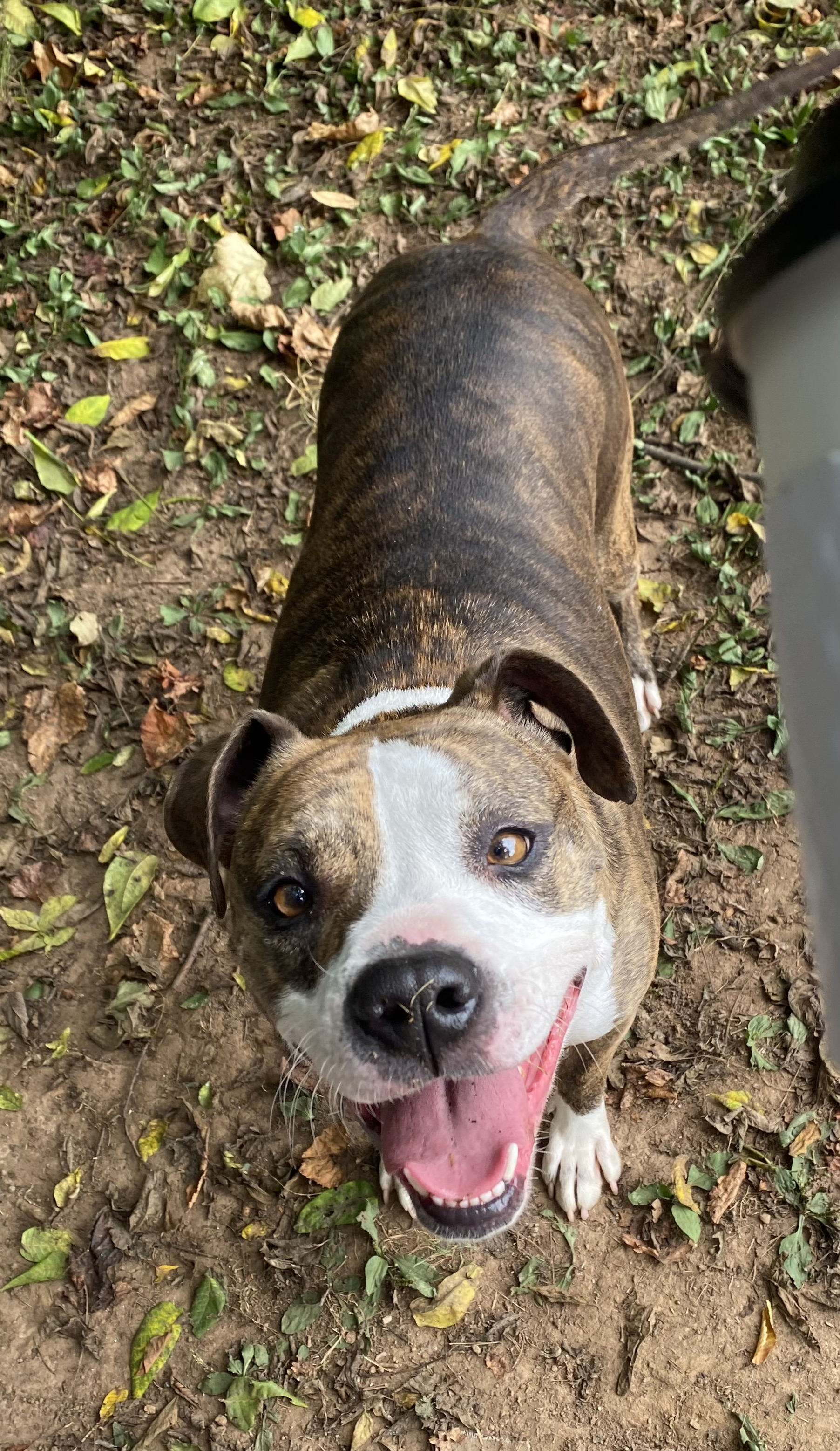 Bella, Adopted, Adult Female Boxer & Mixed Breed.