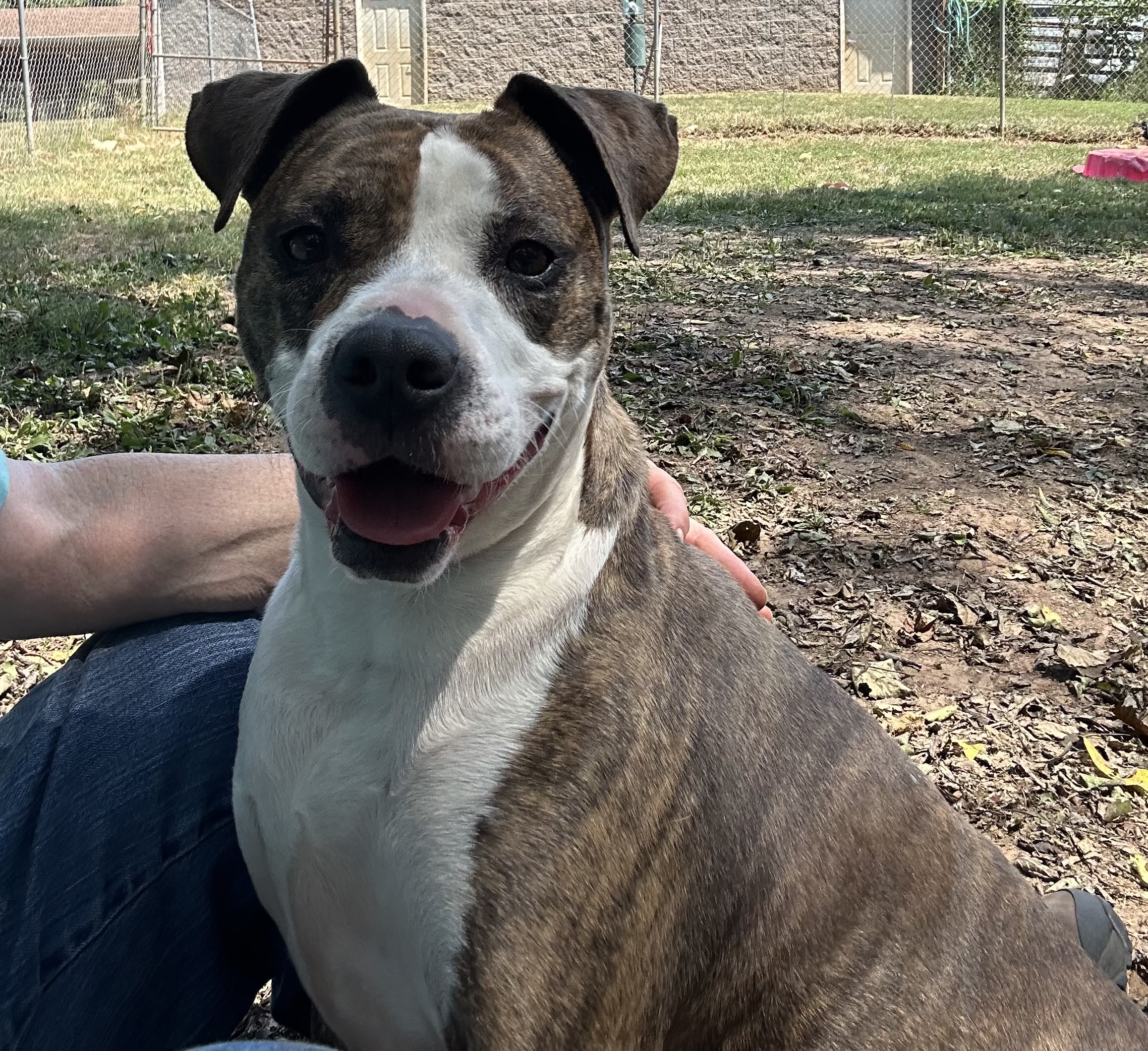 Enlarge Bella, a Adopted mixed breed in Loudon, TN image 3/4