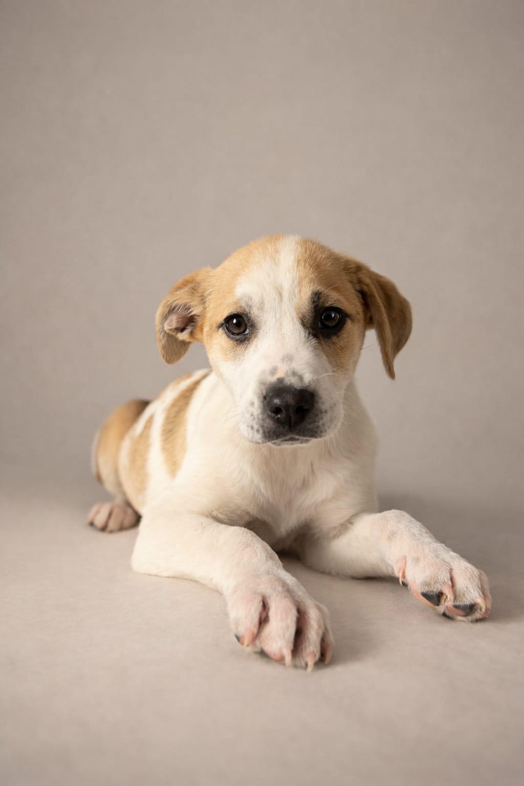 Tiana, ADOPTABLE, Puppy Female Catahoula Leopard Dog.