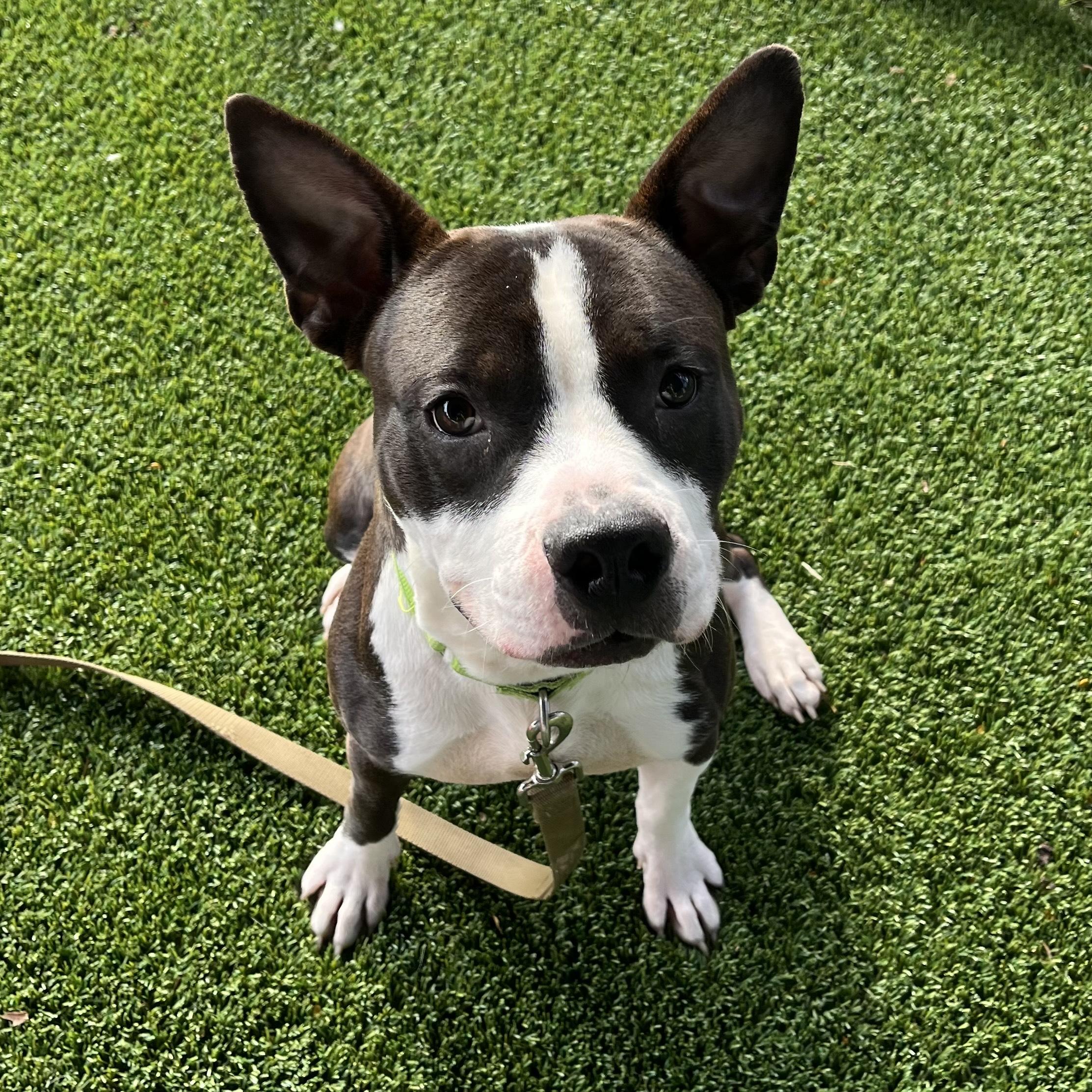 Enlarge Otter, a Adoptable mixed breed in Eatontown, NJ image 2/5