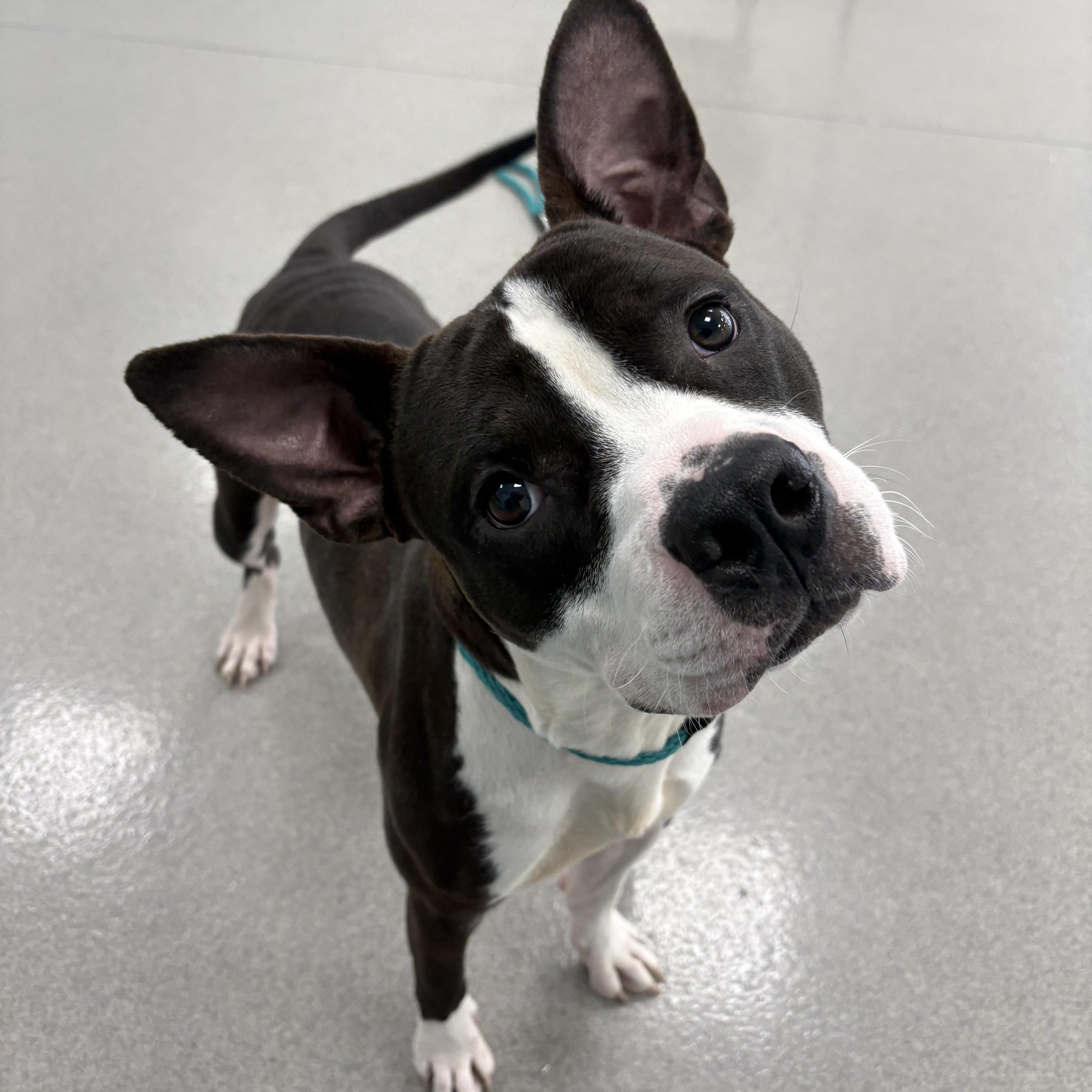 Enlarge Otter, a Adoptable mixed breed in Eatontown, NJ image 3/5