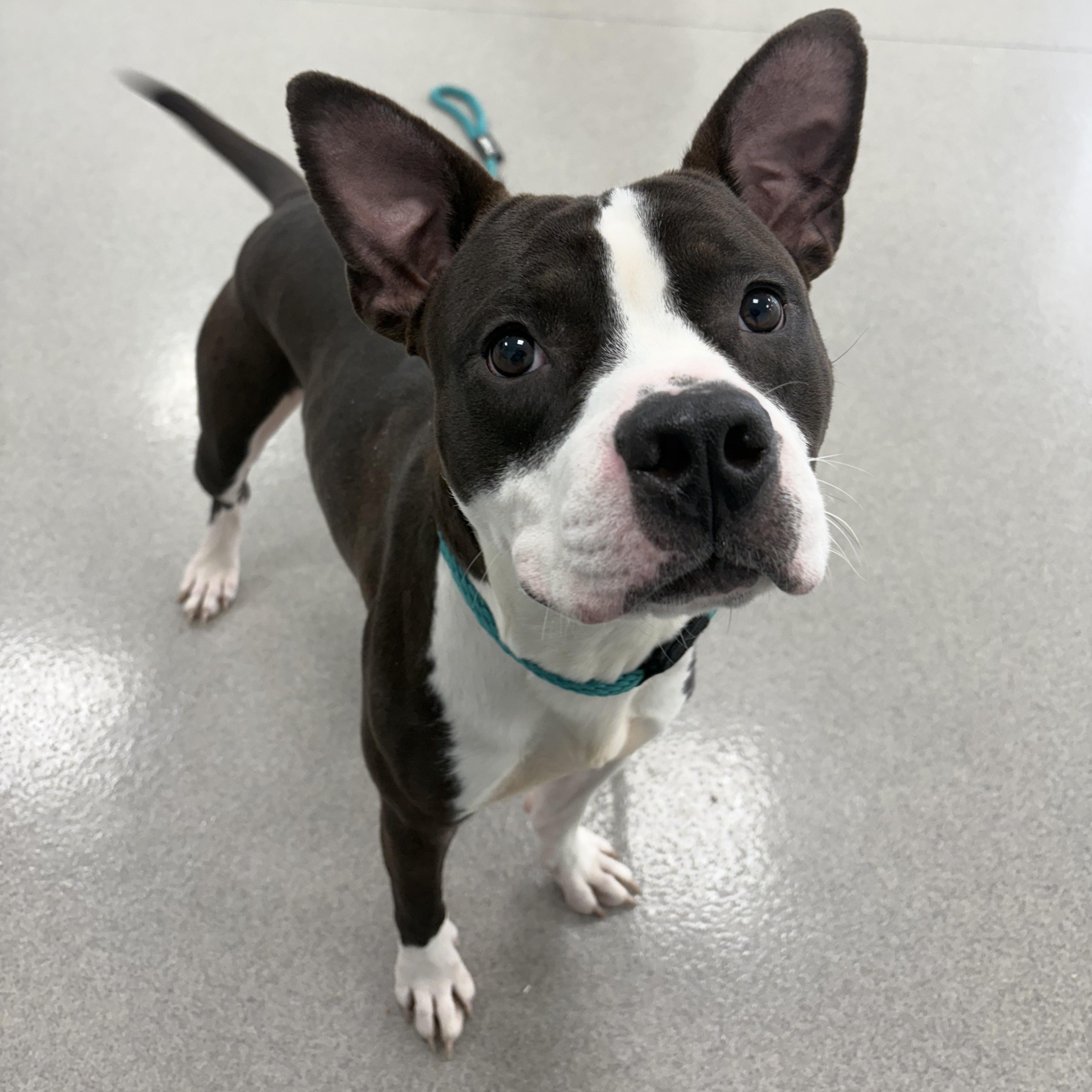 Enlarge Otter, a Adoptable mixed breed in Eatontown, NJ image 4/5