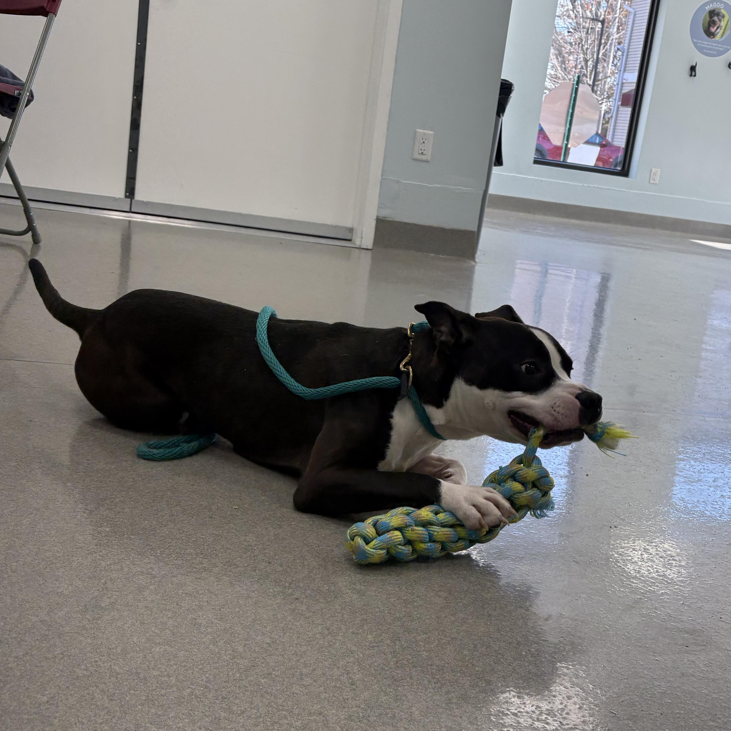 Enlarge Otter, a Adoptable mixed breed in Eatontown, NJ image 5/5