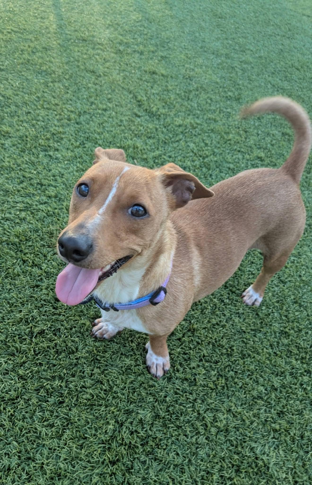 Enlarge Josie, a Adoptable mixed breed in Cedar Rapids, IA image 5/6