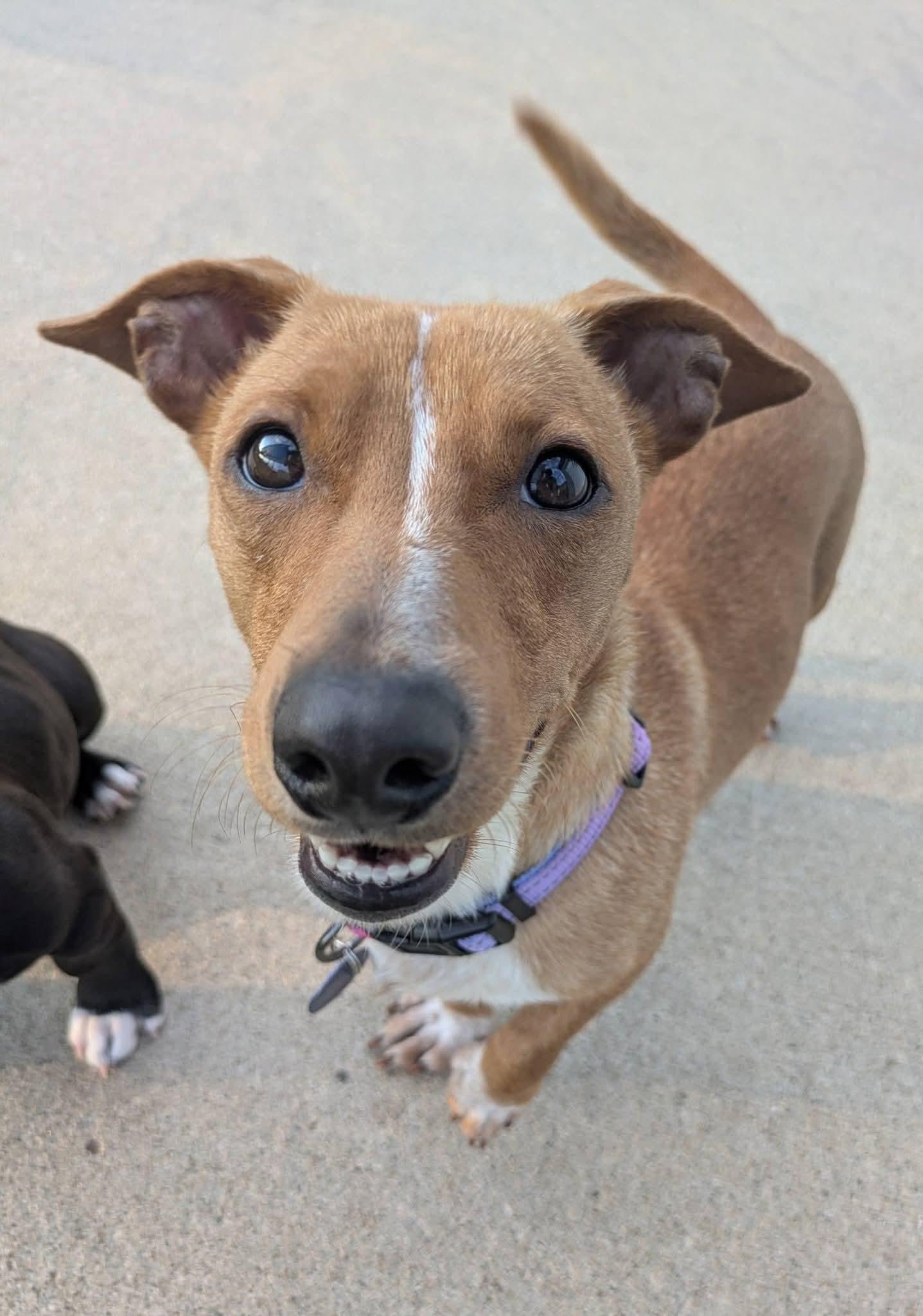 Josie, Adoptable, Young Female Dachshund & Mixed Breed.