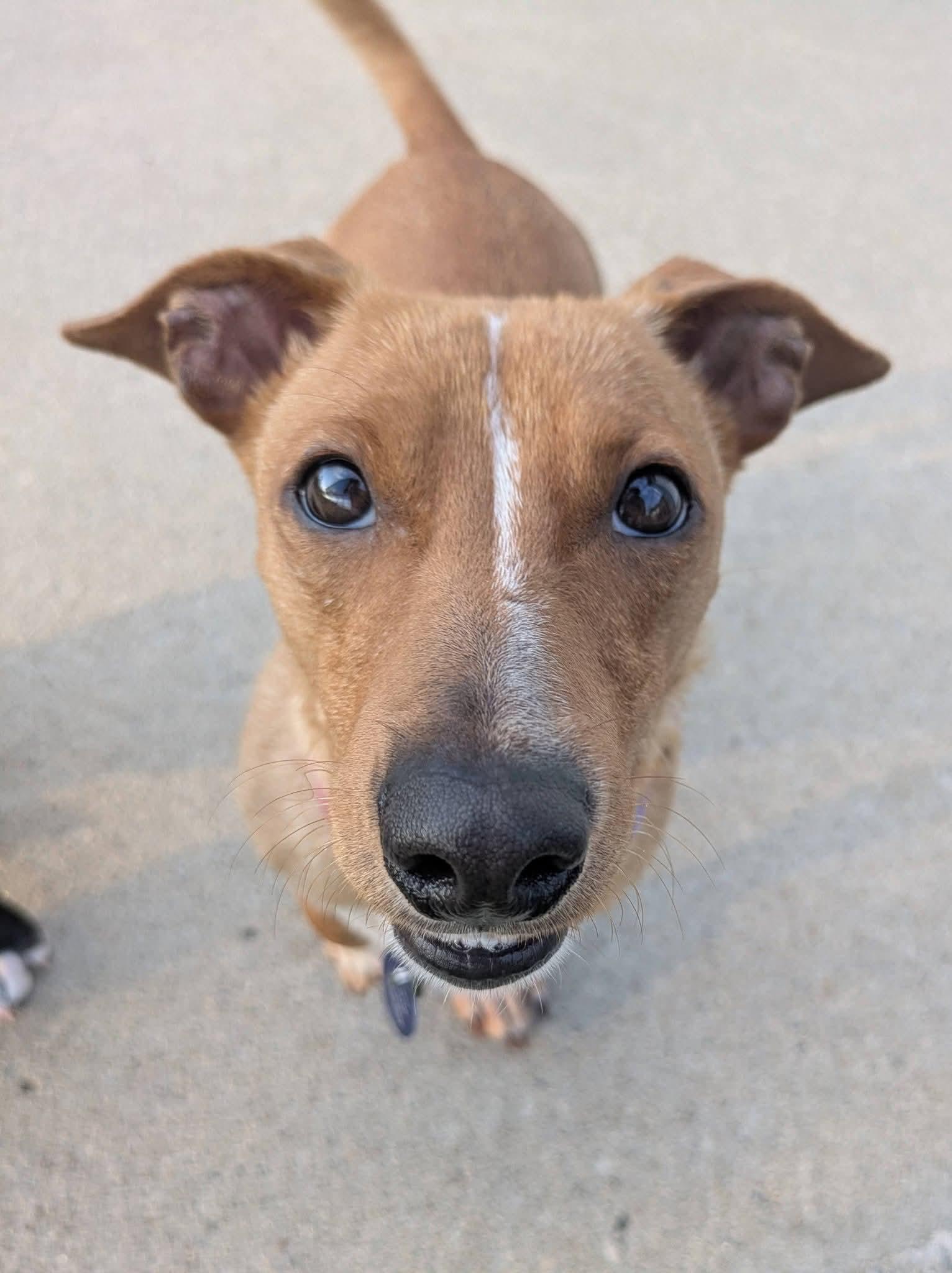 Enlarge Josie, a Adoptable mixed breed in Cedar Rapids, IA image 3/6