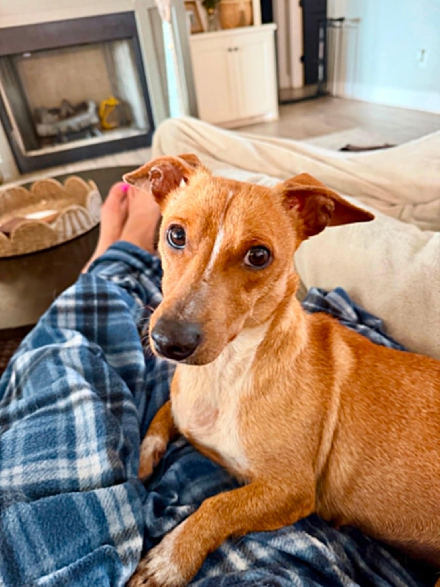 Enlarge Josie, a Adoptable mixed breed in Cedar Rapids, IA image 2/6