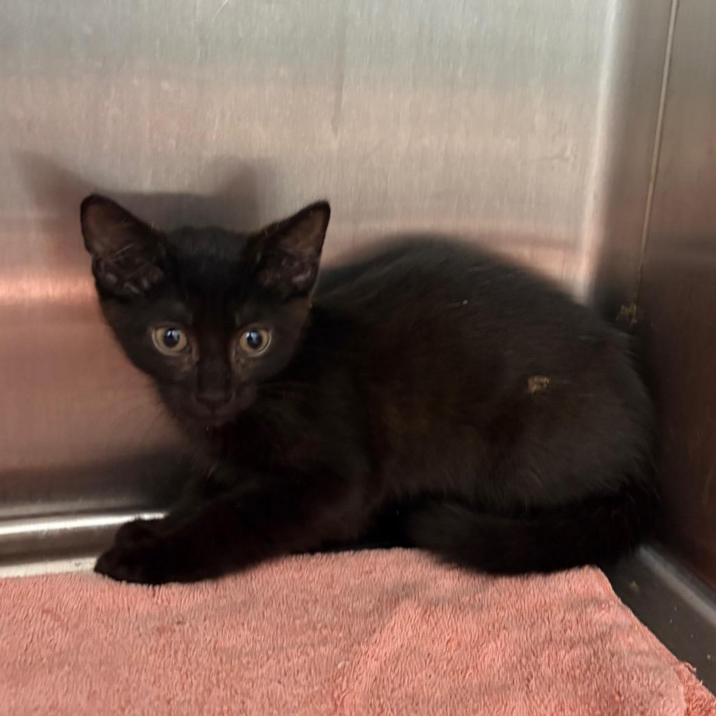 Broccoli, Adoptable, Kitten Female Domestic Short Hair.