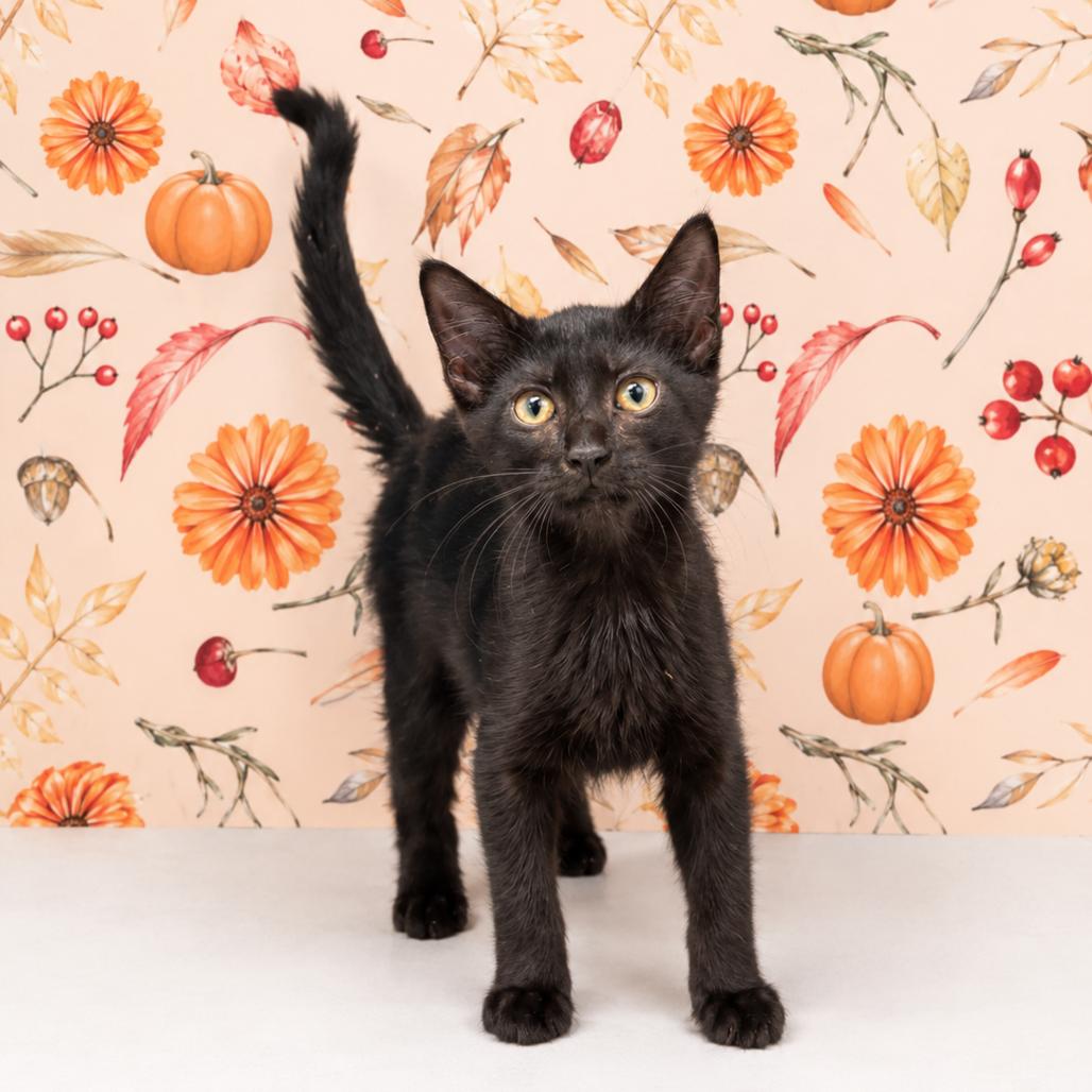 Enlarge Broccoli, a Adoptable Domestic Short Hair in Morganton, NC image 2/3
