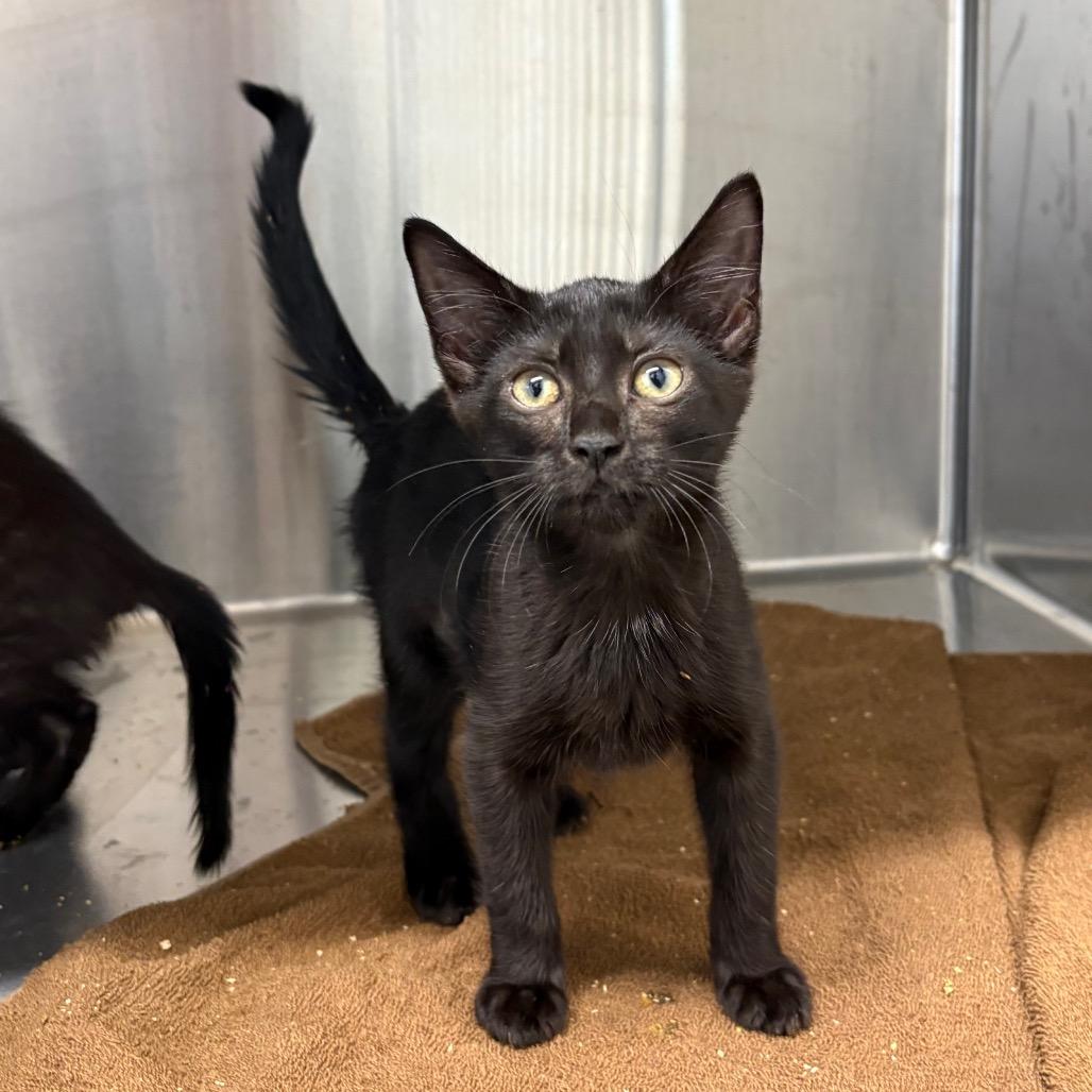 Enlarge Broccoli, a Adoptable Domestic Short Hair in Morganton, NC image 3/3