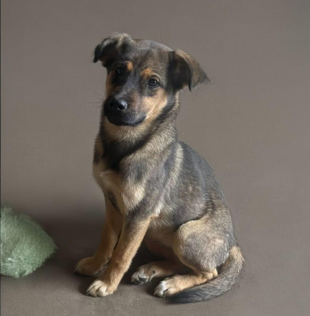 Belinda, Adoptable, Puppy Female Mixed Breed.