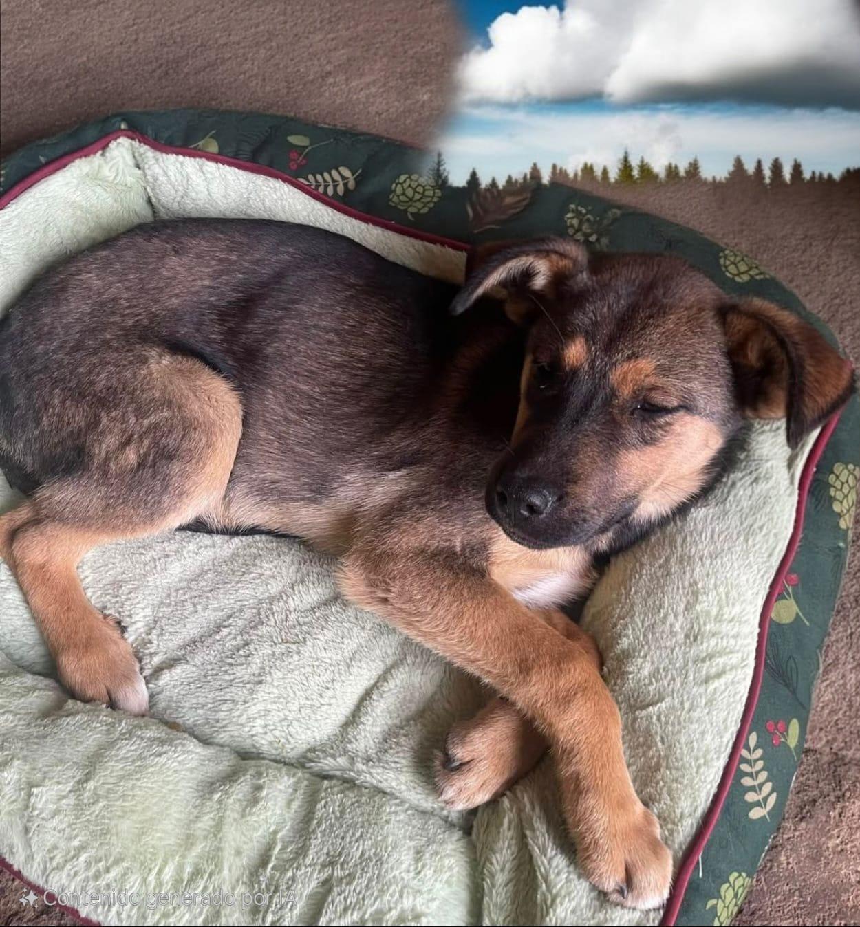 Belinda, a Adoptable mixed breed in Chula Vista, CA image 2/4