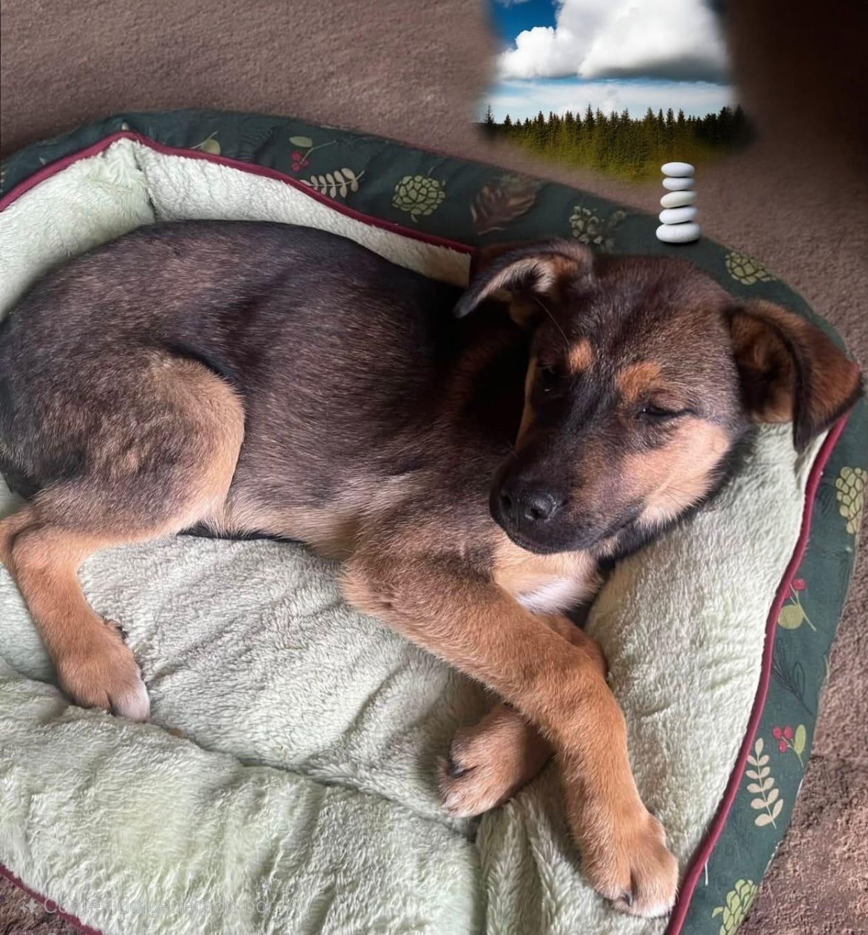 Belinda, a Adoptable mixed breed in Chula Vista, CA image 3/4