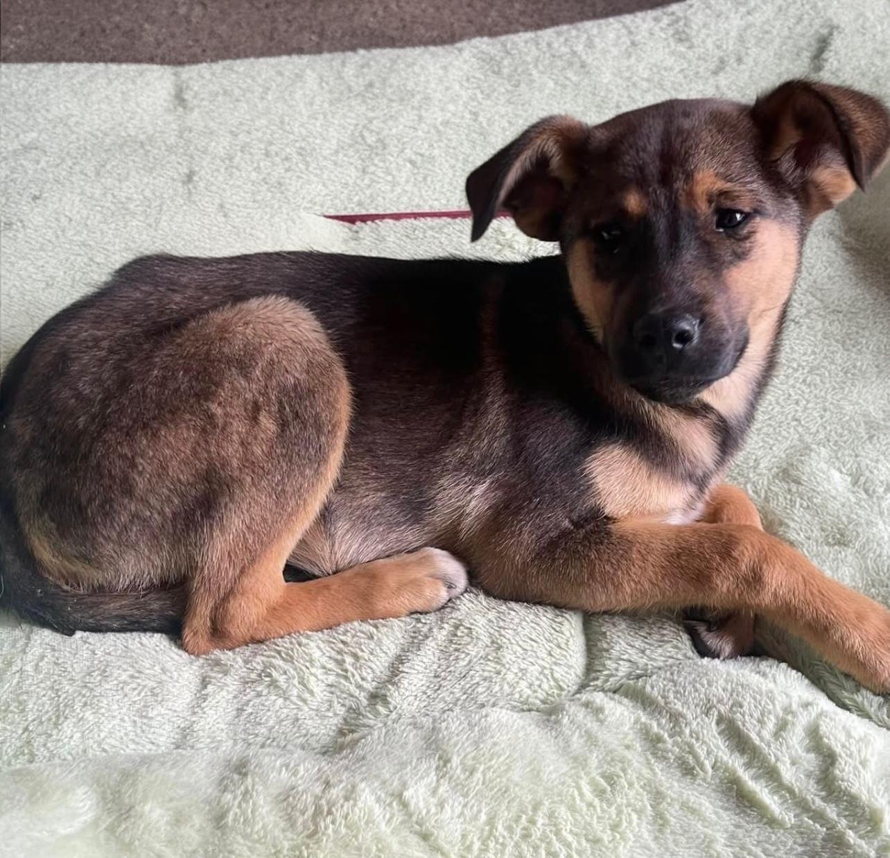 Belinda, a Adoptable mixed breed in Chula Vista, CA image 4/4