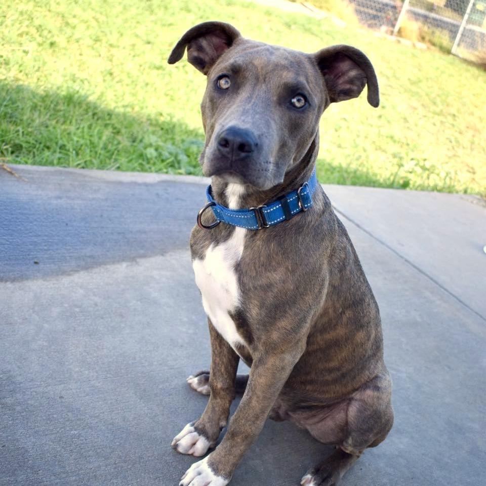 Enlarge Brownie, a Adoptable Pit Bull Terrier in West Richland, WA image 1/3