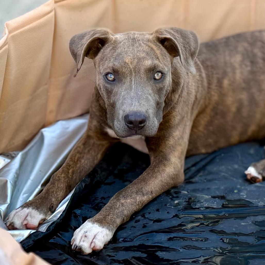 Enlarge Brownie, a Adoptable Pit Bull Terrier in West Richland, WA image 2/3