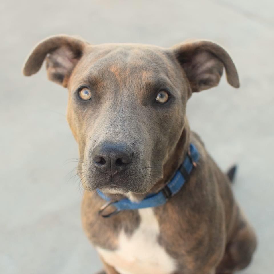 Enlarge Brownie, a Adoptable Pit Bull Terrier in West Richland, WA image 3/3