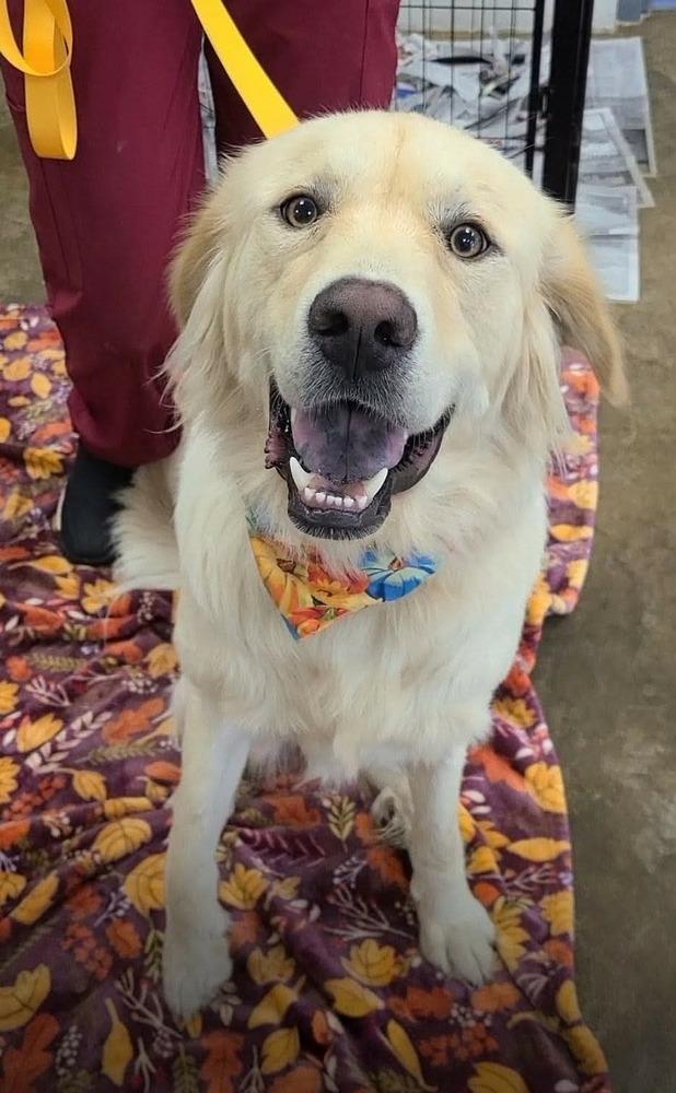 Enlarge Dostie / Kellogg, a Adoptable mixed breed in Broomfield, CO image 1/3