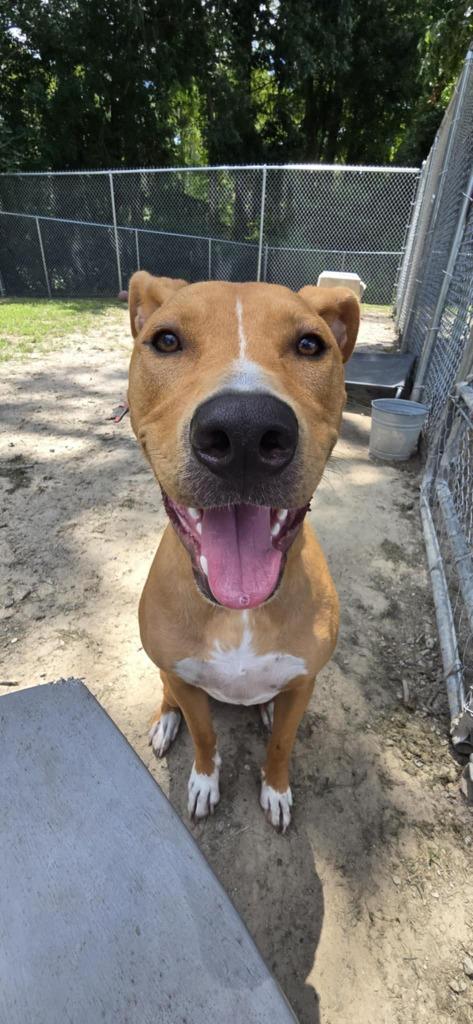 Enlarge Java, a Adoptable mixed breed in New Bern, NC image 1/2