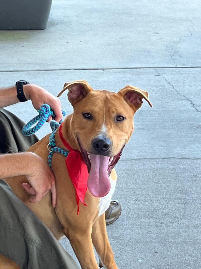Enlarge Java, a Adoptable mixed breed in New Bern, NC image 2/2