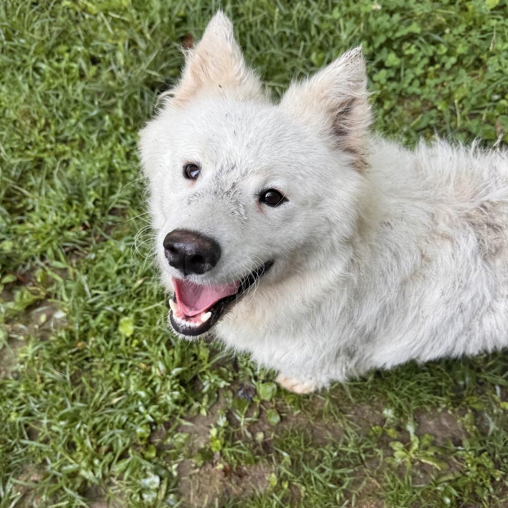 Enlarge Harper, a Adoptable Samoyed in West Chester, PA image 1/1