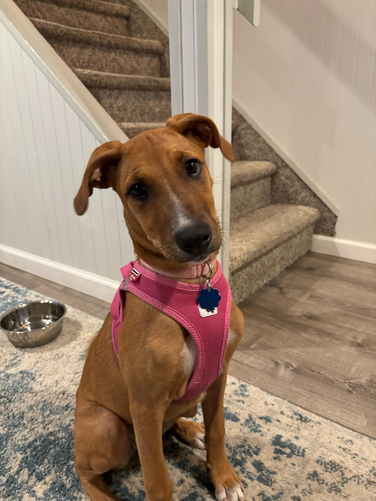 Layla, adopted, Young Female Golden Retriever.