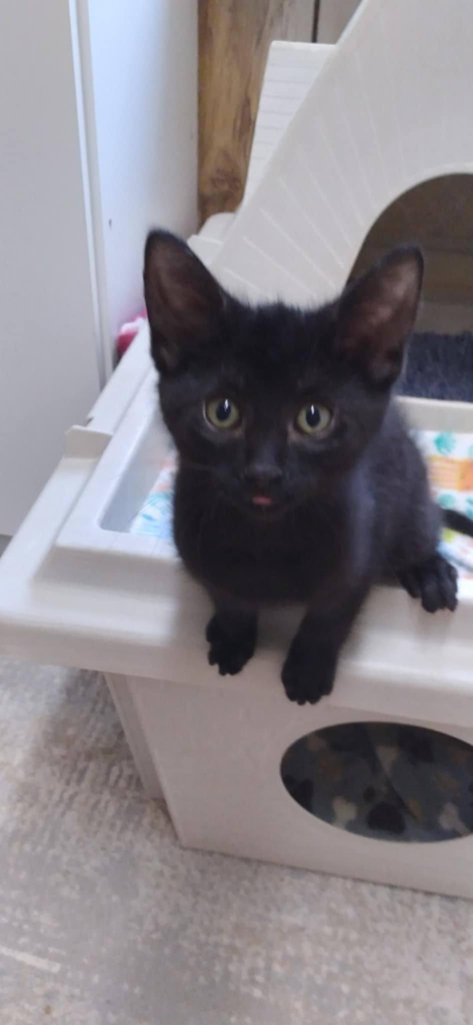 Zaylee, Baby Female Domestic Short Hair