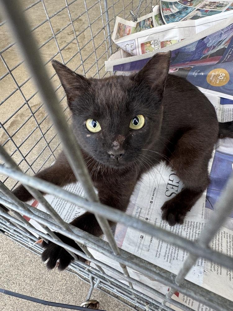 Enlarge Feral Girl, a Adoptable Domestic Short Hair in Sanger, TX image 1/3