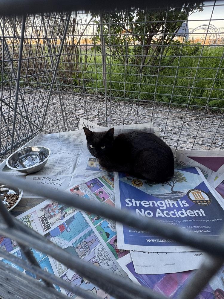 Enlarge Feral Girl, a Adoptable Domestic Short Hair in Sanger, TX image 2/3
