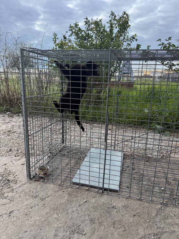 Enlarge Feral Girl, a Adoptable Domestic Short Hair in Sanger, TX image 3/3
