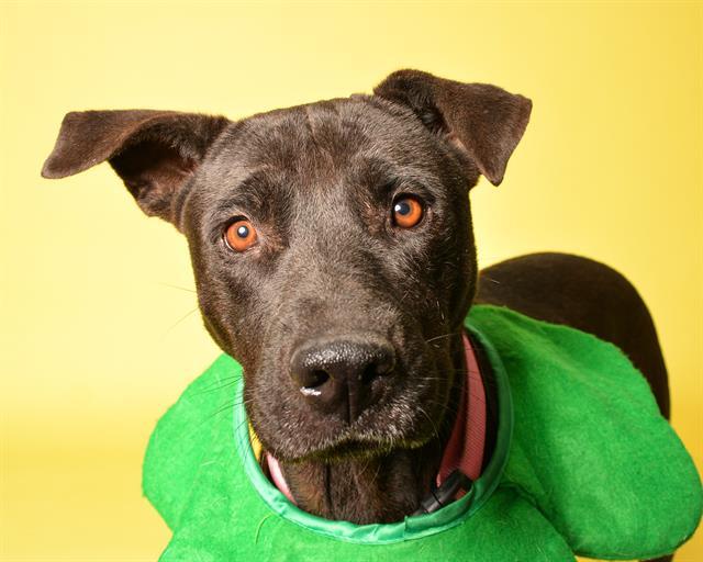 Enlarge MADRE, a Adoptable mixed breed in Fort Lauderdale, FL image 1/1