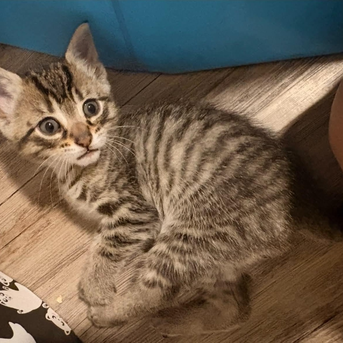 Caesar, ADOPTABLE, Kitten Female Domestic Short Hair.
