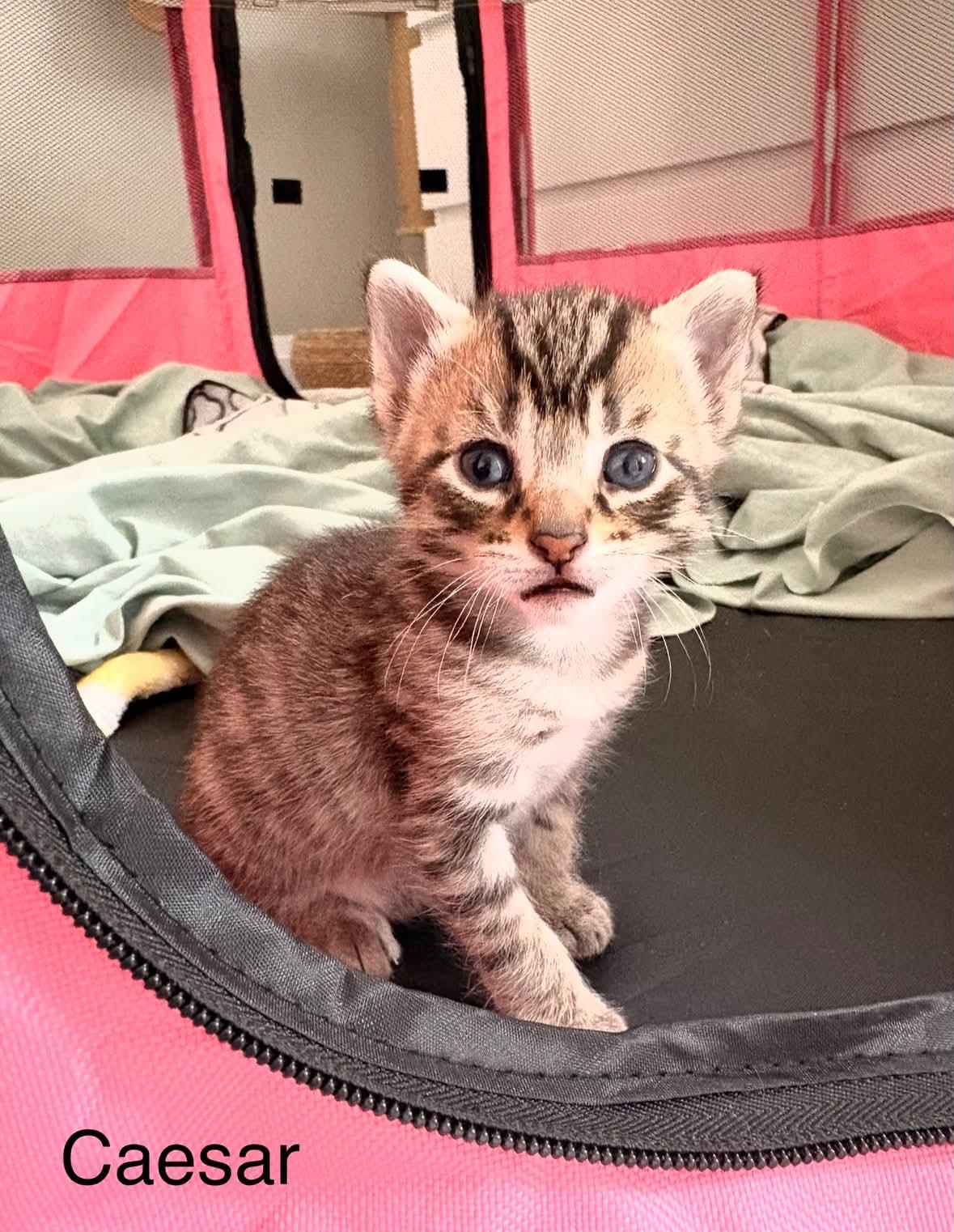 Enlarge Caesar, a ADOPTABLE Domestic Short Hair in Shakespeare, ON image 2/6