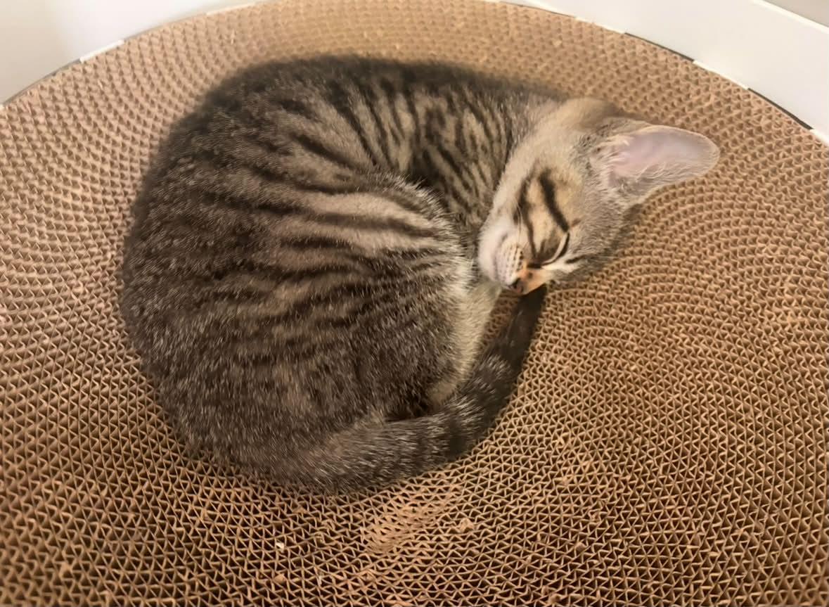 Enlarge Caesar, a ADOPTABLE Domestic Short Hair in Shakespeare, ON image 6/6