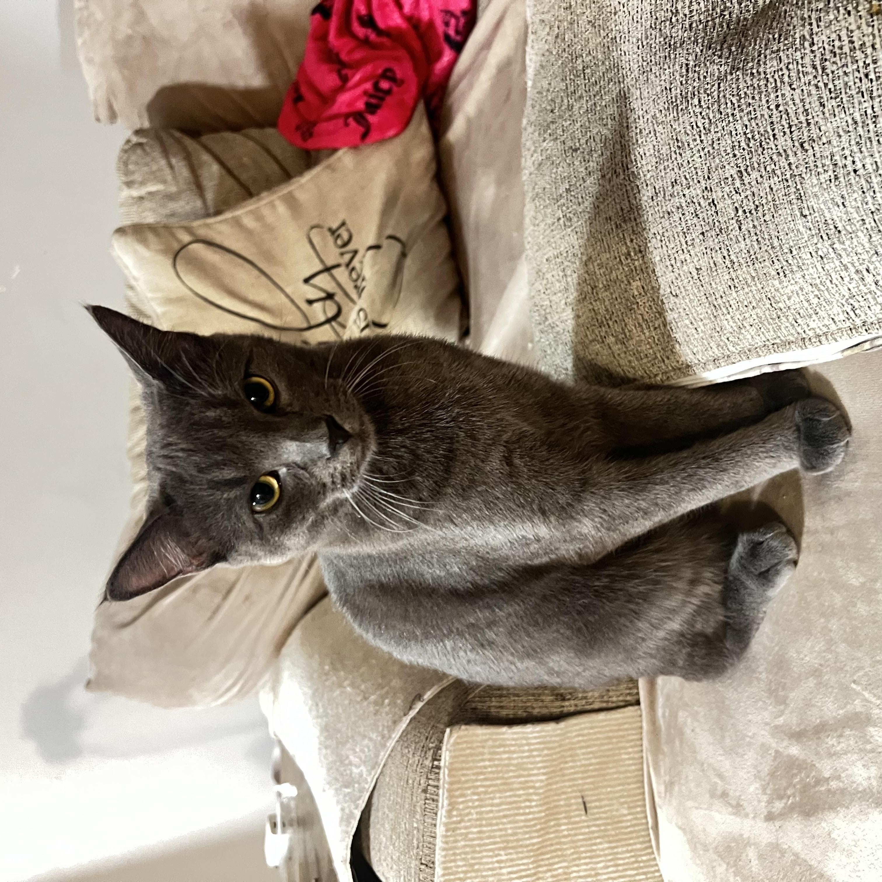 Enlarge Onyx & Zucchini, a ADOPTABLE Domestic Short Hair in South Ozone Park, NY image 6/6